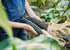 Heirloom Seeds_Corn Oaxacan Green_Bucktown Seed Company-01