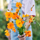 Person holding a vibrant bouquet of gold and orange Bright Lights Mix cosmos flowers in a garden.