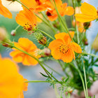 A hand holding a vibrant bouquet of Bright Lights Mix cosmos flowers in shades of gold, orange, and scarlet.