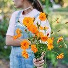 Person holding a bouquet of vibrant orange and gold Bright Lights Mix cosmos flowers in a garden.