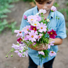 Child holding a bouquet of pink, crimson, and white Sensation Mix cosmos flowers in a garden.