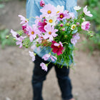 Person holding a bouquet of pink, crimson, and white Sensation Mix cosmos flowers with ferny green foliage.