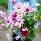 A hand holding a fresh bouquet of Sensation Mix cosmos with pink, rose, crimson, and white daisy-like flowers.