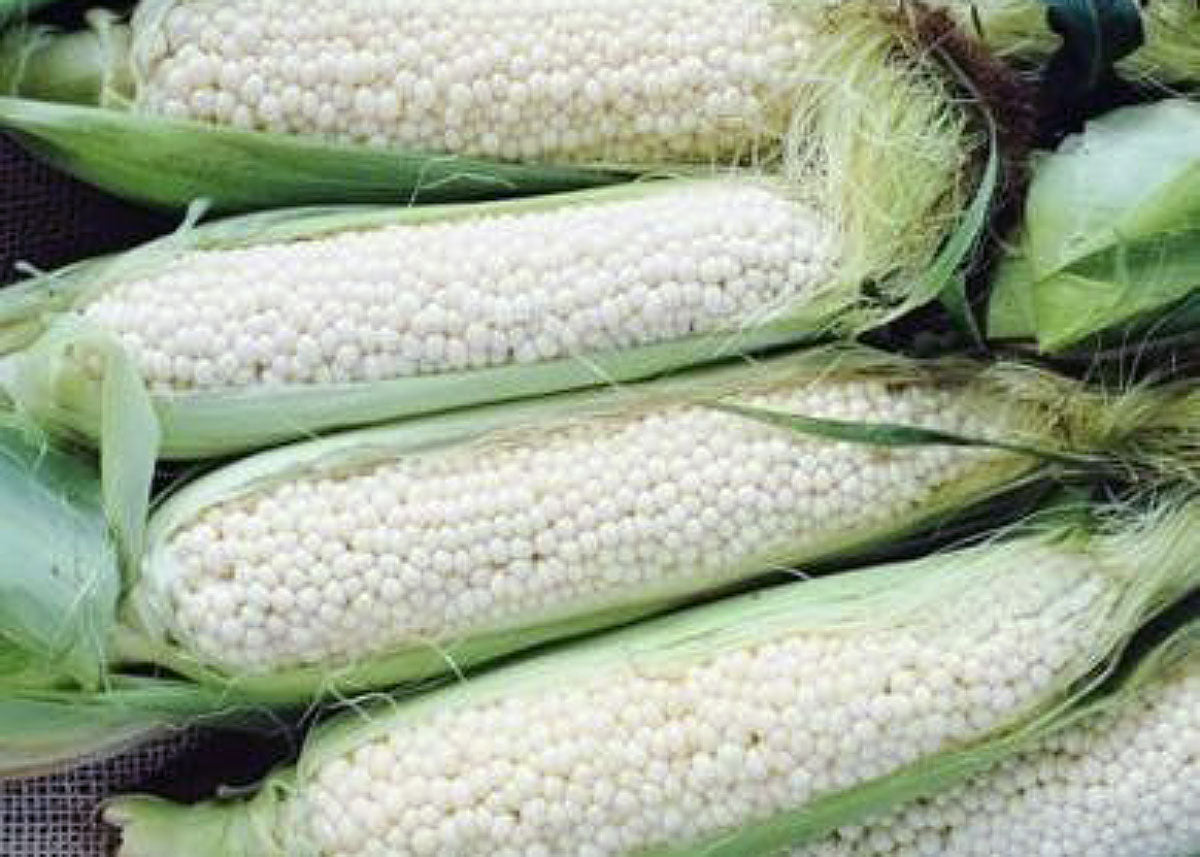 Country Gentleman - Corn Seeds