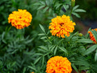 Vibrant orange and yellow Crackerjack African marigold blooms surrounded by lush green foliage in a garden.