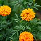 Vibrant orange and yellow Crackerjack African marigold blooms surrounded by lush green foliage in a garden.