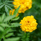 Bright yellow Crackerjack African marigold flower in full bloom surrounded by green foliage.