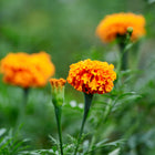Bright orange Crackerjack African marigold flowers blooming on green stems in a garden.