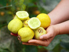 Hands holding a harvest of round, yellow Lemon cucumbers, including one sliced to show the light green interior.