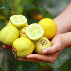 Hands holding a harvest of round, yellow Lemon cucumbers, including one sliced to show the light green interior.
