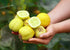 Heirloom Seeds_Cucumber Lemon_Bucktown Seed Company-01