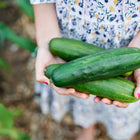 Hands holding three freshly harvested, dark green Marketmore 76 cucumbers in a garden setting.