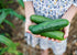 Heirloom Seeds_Cucumber Marketmore 76_Bucktown Seed Company-01