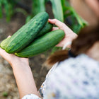 Hands holding three freshly harvested, dark green Marketmore 76 cucumbers in a garden.
