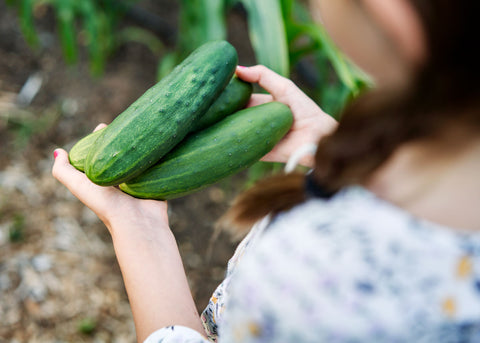 Heirloom Seeds_Cucumber Marketmore 76_Bucktown Seed Company-04