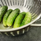Freshly harvested National Pickling cucumbers in a stainless steel colander on a dark marble countertop.