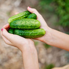 Hands holding a handful of freshly harvested, blocky green National Pickling cucumbers.