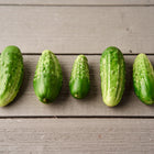 Five small, knobby Parisian Pickling cucumbers arranged in a row on a grey wooden surface.