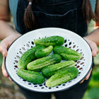 Person holding a white enamel colander filled with freshly harvested, knobby green Parisian Pickling cucumbers.