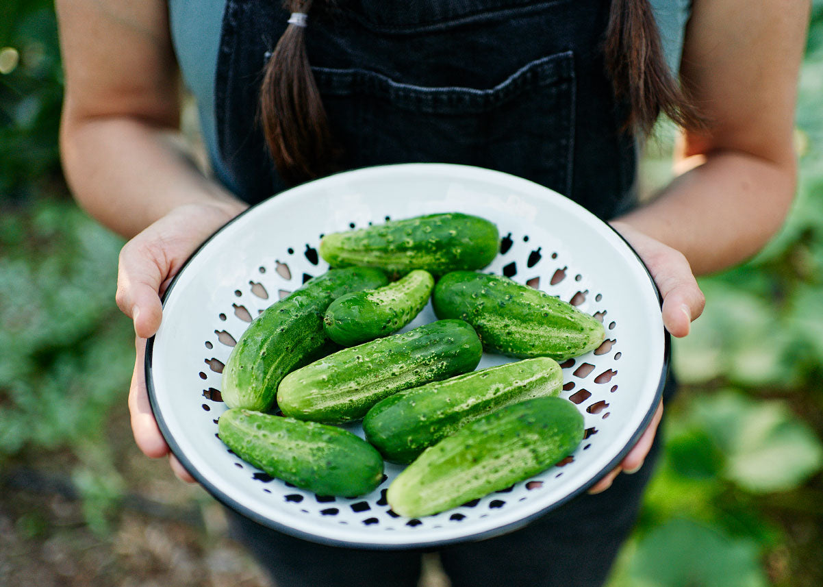 Heirloom Cucumber Seed- Parisian Pickling Cucumber-Bucktown Seed Company_02
