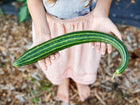 Child holding a long, curved Striped Armenian cucumber with pale and dark green stripes in a garden.