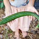 Child holding a long, curved Striped Armenian cucumber with pale and dark green stripes in a garden.