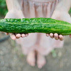 Hands holding a long, slender, dark green Suyo Long cucumber with a ribbed texture in a garden setting.
