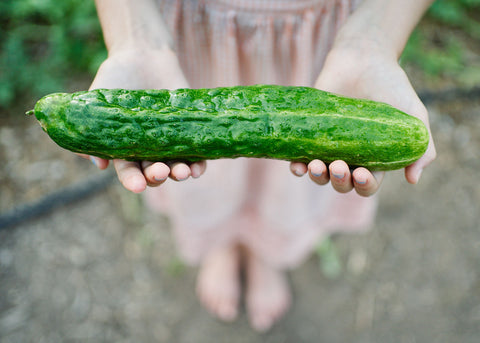 Heirloom Seeds - Suyo Long Cucumber - Bucktown Seed Company-02