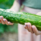 Hands holding a long, slender, ribbed green Suyo Long cucumber harvested from the garden.