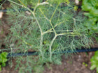Close-up of feathery blue-green foliage on a tall Bouquet dill plant growing in a garden bed.