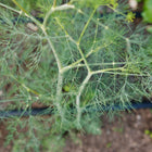Close-up of feathery blue-green foliage on a tall Bouquet dill plant growing in a garden bed.
