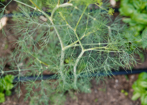 Heirloom Seeds_Dill_Bouquet_Bucktown Seed Company-01