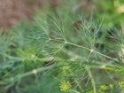 Close-up of feathery blue-green foliage on a Bouquet dill plant growing in a garden.