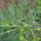 Close-up of feathery blue-green foliage on a Bouquet dill plant growing in a garden.
