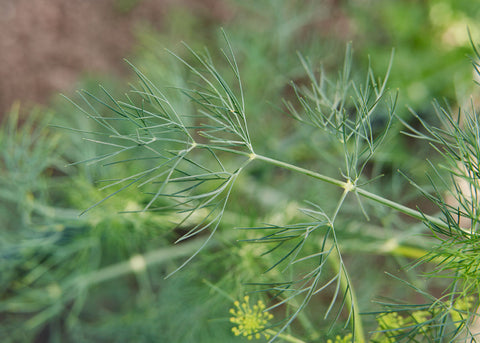 Heirloom Seeds_Dill_Bouquet_Bucktown Seed Company-02