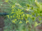 Bright yellow umbel flower head of a Bouquet dill plant with soft blue-green feathery foliage.