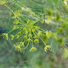 Bright yellow umbel flower head of a Bouquet dill plant with soft blue-green feathery foliage.