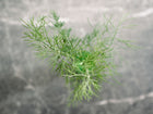 Top-down view of feathery, blue-green Bouquet dill foliage against a dark, textured gray background.