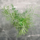 Top-down view of feathery, blue-green Bouquet dill foliage against a dark, textured gray background.