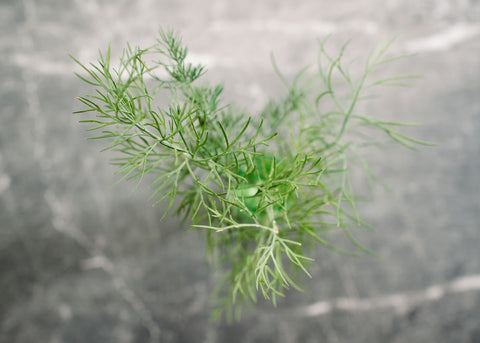 Heirloom Seeds_Dill_Bouquet_Bucktown Seed Company-04