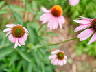 Purple Coneflower Echinacea blooms with pink petals and raised coppery centers in a garden setting.
