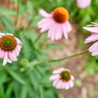 Purple Coneflower Echinacea blooms with pink petals and raised coppery centers in a garden setting.