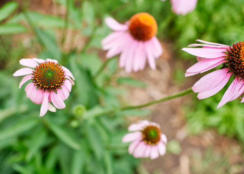 Heirloom Seeds_Echinacea_Purpurea_Bucktown Seed Company-04