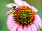 Bumblebee pollinating the spiky, copper-colored center of a purple coneflower Echinacea bloom.