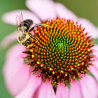 Bumblebee pollinating the spiky, copper-colored center of a purple coneflower Echinacea bloom.