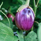 Round, glossy Rosa Bianca eggplant with lavender and white skin growing on a leafy green plant.