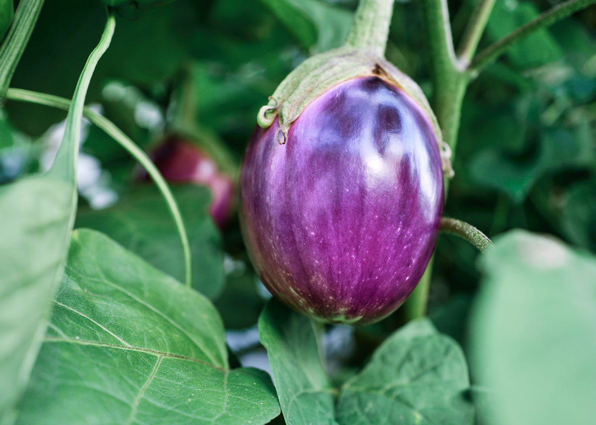 Heirloom Seeds_Eggplant Rosa Bianca_Bucktown Seed Company-04