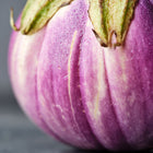 Close-up of a round, ribbed Rosa Bianca eggplant with lavender and white skin and water droplets on a dark background.