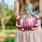 Hands holding a round, lavender and white Rosa Bianca eggplant in a garden.