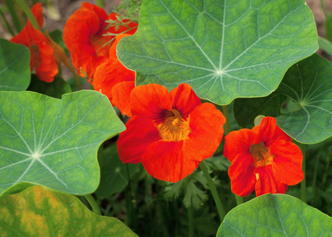 Empress of India_Nasturtium Seeds-Bucktown Seed Company